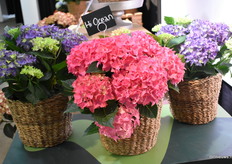 Hi Ocean val HiBreeding is een vriendelijk soort om te telen en ook stevig en dus goed voor transport. Daarbij blijft de plant mooi onderin als hij dicht op elkaar staat.